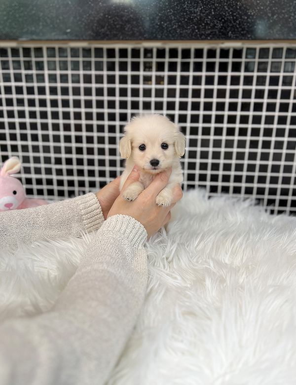 강아지 썸네일