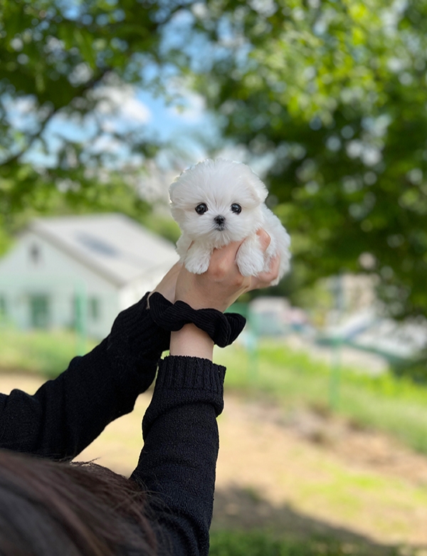 강아지분양 썸네일