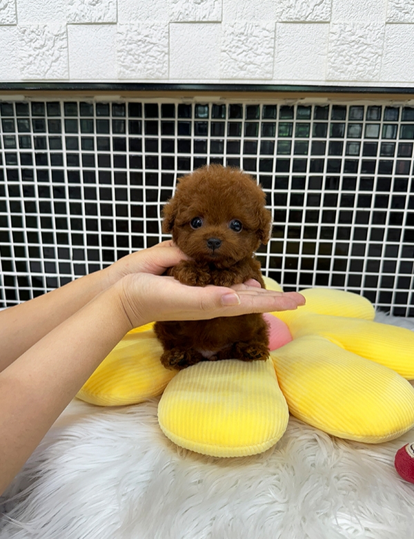 강아지분양 썸네일