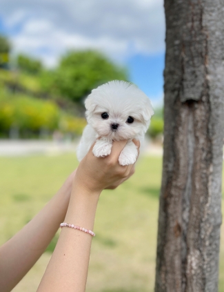 강아지분양 썸네일