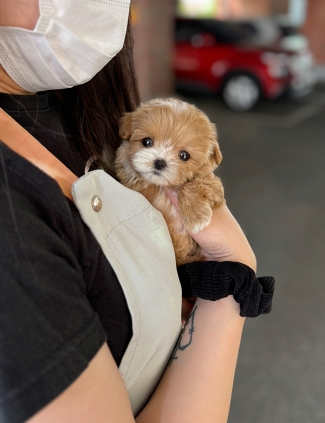 강아지분양 썸네일