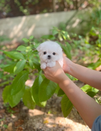 강아지분양 썸네일